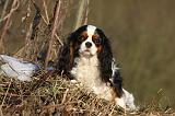 CAVALIER KING CHARLES 421
